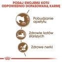 Royal Canin Ageing +12 karma sucha dla kotów dojrzałych 4kg