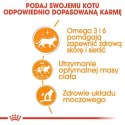 Royal Canin Hair & Skin Care karma mokra w galaretce dla kotów dorosłych, lśniąca sierść i zdrowa skóra saszetka 85g