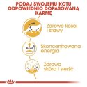 Royal Canin Maine Coon karma mokra w sosie dla kotów dorosłych rasy maine coon saszetka 85g