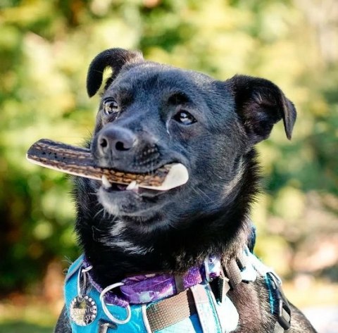 4DOGS Gryzak z poroża M easy