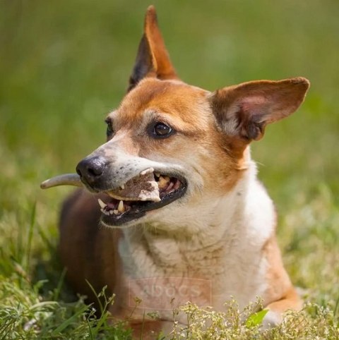 4DOGS Gryzak z poroża M hard